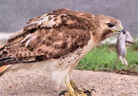 How Much Weight Can A Hawk Carry?
