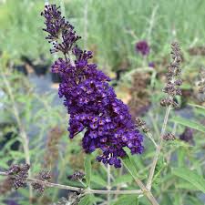 Image result for buddleia davidii