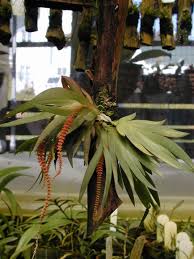 Image result for Oberonia