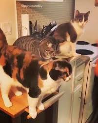 2018 I Ucuncu Kedi Gibi Seyretmis Olanlar Kittens Funny Cats Beautiful Cats