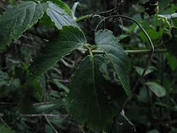 Image result for Cyphostemma heterotrichum