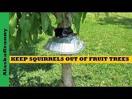 Squirrels relish many of the same plants that we do, including fruits and vegetables, seeds, nuts, and berries. How To Keep Squirrels Out Of Fruit Trees Gardens Youtube