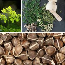 Image result for Moringa