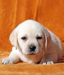 Our white labrador puppies are targeted for a purpose in life and that starts with our unique puppy program. White Labradors Discover The Beautiful White Lab