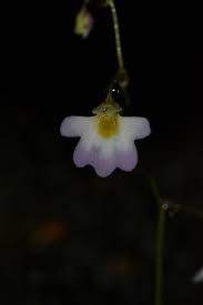Image result for Utricularia striatula