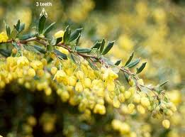 Image result for Heteromorpha stenophylla