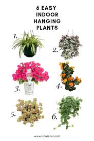Hanging Houseplants You Ll Wanna Hang Out With House Fur Hanging Plants Indoor Plants For Hanging Baskets Hanging Plants