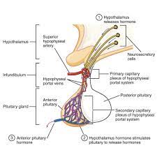 Pituitary Illustrations Radiology Case Radiopaedia Org Basic Anatomy And Physiology Endocrine System Medical Knowledge