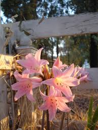 Barbara Dombrowski Obituary (1931