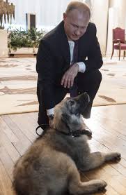Putins dog named… a five year old won the competition of naming putin's dog. Alec Luhn On Twitter And Finally The Puppy Pic We Ve Been Waiting For Putin Is Given A Shepherd Dog As Part Of His Slavic Brotherhood Tour Of Serbia Its Name Is Pasha