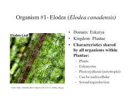 Maybe you would like to learn more about one of these? Is Elodea Eukaryotic