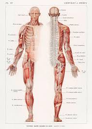 Know the divisions of the nervous system and what each one controls.** be able to draw the flow chart that we did in class. An Antique Illustration Of The Human Nervous System By Galtier Boissiere And Emile 1912 Painting By Celestial Images