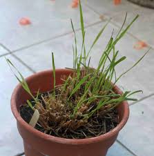 We did not find results for: Not Too Late To Save Your Purple Fountain Grass Laidback Gardener