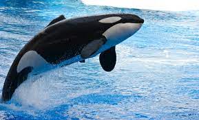 Black and white whale possible solution: White And Black Whale Orca Animals Whale Water Hd Wallpaper Wallpaper Flare