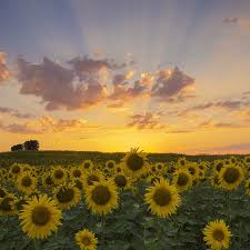 Find out more info on their website here. 25 Best Sunflower Fields Near Me Top Sunflower Fields In The U S