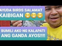 Matipid na breeding Swak na Swak sa bulsa Unli breeding sa Murang Halaga