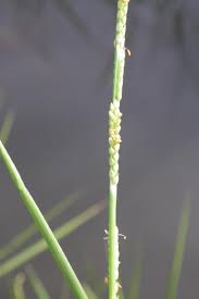 Image result for Paspalidium geminatum