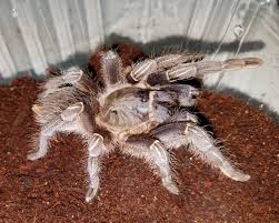 We did not find results for: Aphonopelma Seemanni For Sale