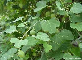 Image result for Adenia dolichosiphon