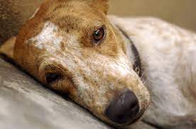 What Do I Do When My Dog Is Constipated