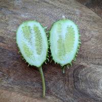 Image result for Cucumis anguria