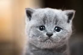 Wann kann man katzenbabys von der mutter . Konnen Katzen Weinen Das Bedeuten Die Tranen Deiner Katze