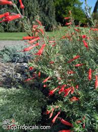 Image result for Epilobium salignum