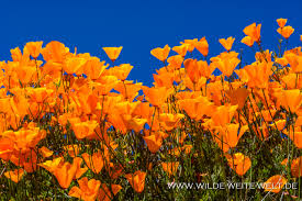 Lake elsinore flower bloom 2021. Super Bloom 2019 California Poppies Am Lake Elsinore California Www Wilde Weite Welt De