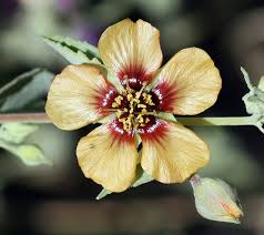 Image result for Sida serratifolia