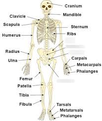 Model of the human skeleton have students read about the skeletal system below and take the two short answer quizzes. Skeletal System Diagram Quizlet