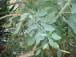 Image result for Nicotiana glauca
