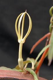 Image result for Ceropegia stenantha