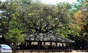 Image result for Cassinopsis tinifolia