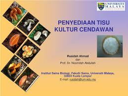 Tawaran membekal dan menghantar cable tie nylon, plastic transparent bag dan utility hdpe yellow tray approx di institut sains biologi, fakulti sains, zon j, universiti malaya. Ppt Penyediaan Tisu Kultur Cendawan Powerpoint Presentation Free Download Id 5121210