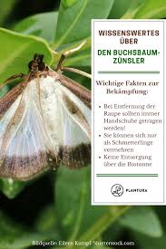Buchsbaumzunsler Ist Der Schadling Giftig Auf Jeden Fall Sollten Bei Der Bekampfung Handschuhe Getragen Werden Buchsbaumzunsler Schadlinge Im Garten Pflanzen