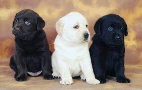 250+ spanish dog names with meanings for male & female dogs 100 Best Indian Dog Names With Meaning For The Dog Lovers