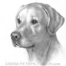 Dogs are human's best friend, and there are over 300 different breeds, from chihuahuas to german shepherds to labrador retrievers. How To Draw A Labrador Puppy Step By Step Yellow Labrador Retriever Portrait Original Pencil Drawi Labrador Dog Pictures Yellow Labrador Retriever Labrador