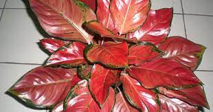 Pin On Aglaonema