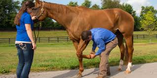 A tendon serves to move the bone or structure. Tackling Tendon And Ligament Injuries The Horse