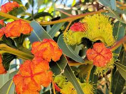 Maybe you would like to learn more about one of these? Red Capped Gum Ausemade