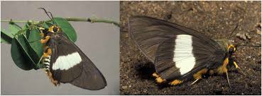 Image result for Marsdenia schimperi