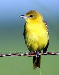 Birds Native To Oklahoma Yellow Birds In Oklahoma Google Search Yellow Bird Birds Animals