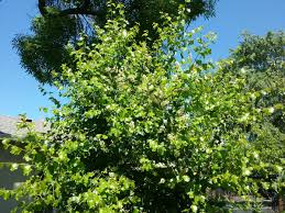 Image result for Cassinopsis ilicifolia