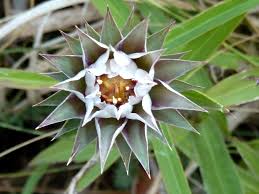 Image result for Macledium zeyheri