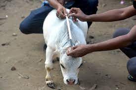 A dwarf cow named rani, whose owners applied to the guinness book of records claiming it to be the smallest cow in the world, at a cattle farm in charigram in bangladesh. World S Smallest Cow May Be 20 Inches Tall Living In Bangladesh