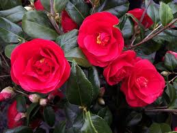 Rosehill Red Camellia Http Www Bloomingandbeautiful Com Rosehill Red Camellia P2060 Aspx Plants Flowers Rose