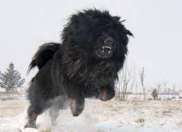 Merle is an incompletely dominant coat color pattern characterized by irregularly shaped patches of diluted pigment and solid color. Majestic Tibetan Mastiff Dogspot In