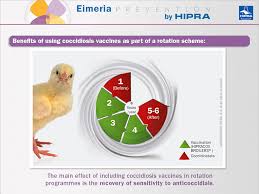 Regulation of body temperature c musele activity. New Strategies For The Control Of Coccidiosis In Poultry Rotation Programmes With Vaccines Against Eimeria Eimeria Prevention By Hipra