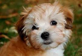 Este cea mai mică rasă de câinei, având o înălțime mai mică de 20 cm și o greutate de maxim 3 kilograme. Ai Alergie La Parul De Caine Iata 6 Rase De Catei Care Nu Naparlesc