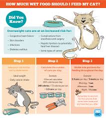 How To Calculate How Much Wet Food To Feed A Cat